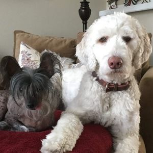 Meet your Posher, Gaya